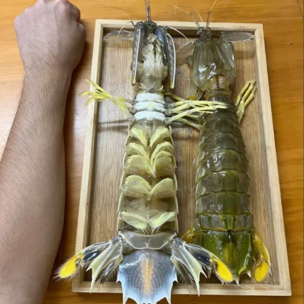 jumbo Mantis Shrimp Live Seafood Shipped with Oxygen Packs